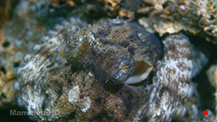 Pgymy Seahorse