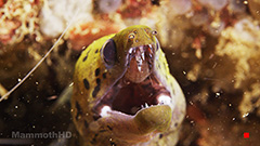 Neopoleon Snake Eel